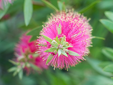 瓶刷树和花荒野植物群背景植物刷子情调绿色叶子花园异国图片