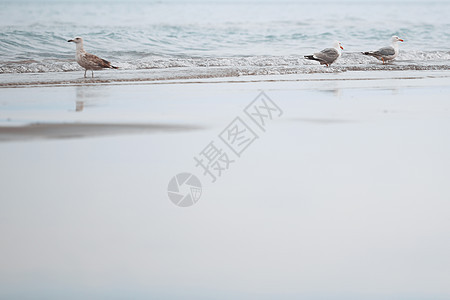 海鸥海岸线海洋翅膀自由引力活力水平海浪海岸野生动物图片