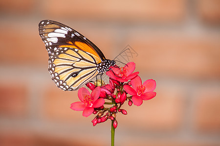 蝴蝶和花朵花园白色花蜜翅膀黄色游隼橙子背景图片