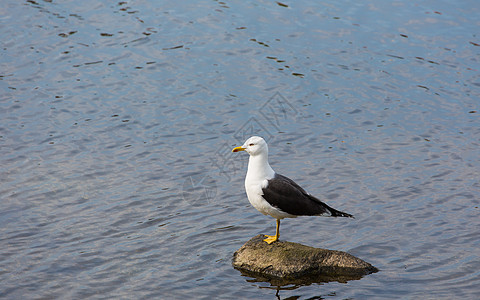 石头上的海鸥白色自由海鸟蓝色灰色荒野翅膀岩石野生动物冒充图片