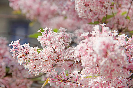 丁香花花园花瓣衬套粉色叶子植物群图片