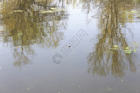 青蛙在水中生活针状叶子野生动物红腿池塘动物宠物旅行牛蛙图片