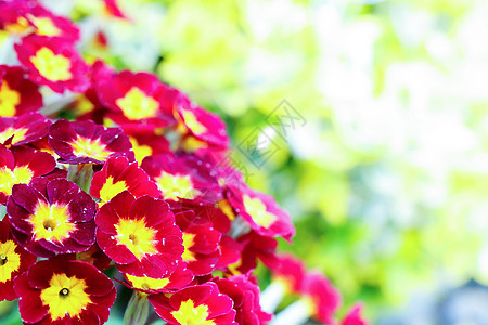 美丽的红樱草花的特写紫色花园花束叶子花瓣花朵花盆植物园艺图片