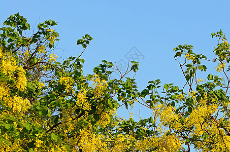 黄金花热带黄色植物决明子艺术背景图片