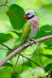 男性红胸红色野生动物荒野鸟类丛林翅膀森林羽毛动物绿色热带图片