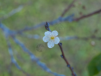 白梅花花梅花季节绿色宏观植物群白色园艺图片