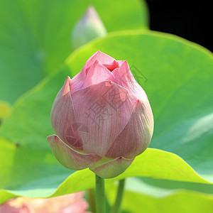 水百里植物生活花束池塘荷花花盆花园植物学场地热带图片