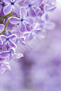 花朵的开花芳香背景情怀植物群香水花束礼物水疗紫色叶子图片