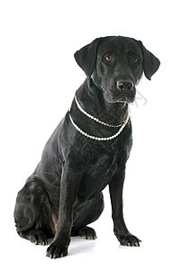 拉布拉多检索器衣领珍珠宠物工作室犬类珠宝动物黑色图片