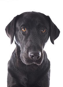 拉布拉多检索器工作室黑色动物犬类宠物图片