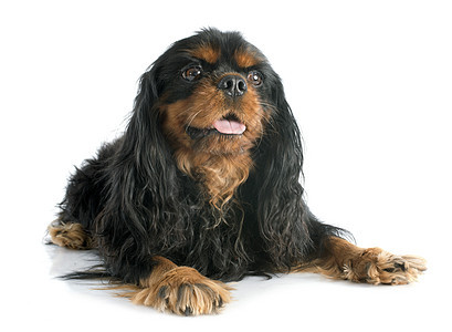 骑兵骑士王查尔斯猎犬工作室棕色小狗宠物棕褐色黑色犬类动物图片