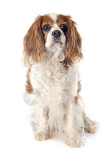 骑兵骑士王查尔斯小狗猎犬棕色工作室犬类动物白色宠物背景图片