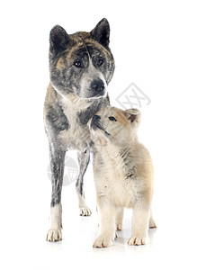 秋田在成人女性小狗工作室灰色斑点母亲宠物动物棕色背景图片