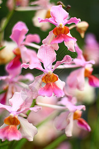 粉红色兰花公园热带雨林森林情调植物热带异国植物群背景图片