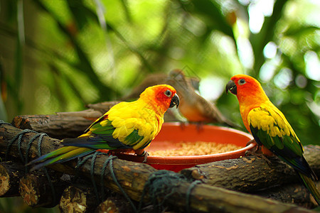 鹦鹉鸟公园荒野树木野生动物森林鹦鹉热带雨林动物羽毛眼睛图片