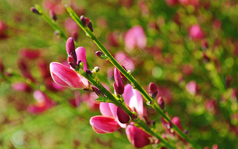 扫把花植物学植物群灌木植物粉色园林园艺红色背景图片