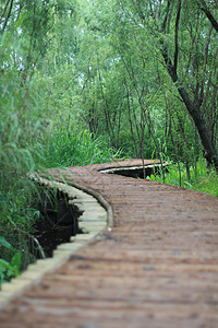 潮湿河岸的木桥 中国中州旅行旅游热带季节植物娱乐森林环境国家公园背景图片