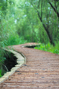 潮湿河岸的木桥 中国中州农村热带场景娱乐植物旅行林地闲暇地面季节图片