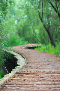 潮湿河岸的木桥 中国中州农村热带场景娱乐植物旅行林地闲暇地面季节背景图片