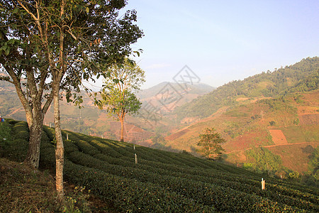 风景视图 茶叶种植园场地叶子土地场景爬坡旅行季节农田植物农村图片