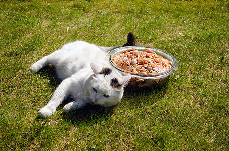 草地和肥猫里的牛肉图片