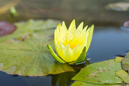 花朵中的莲花绿色植物群环境黄色池塘植物花园叶子漂浮百合图片