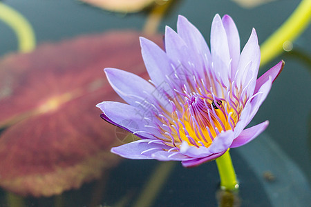 花朵中的莲花花园漂浮叶子环境百合池塘绿色植物紫色植物群图片