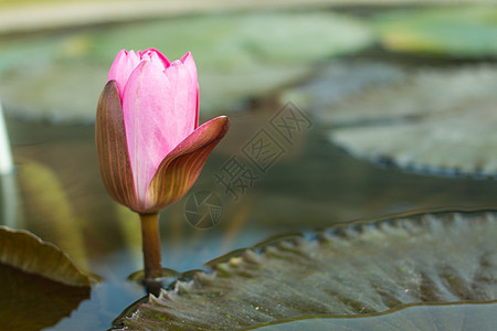 花朵中的莲花花园漂浮叶子百合绿色植物池塘粉色植物群环境图片