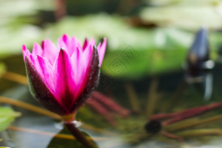 花朵中的莲花花园植物群粉色漂浮叶子环境百合绿色植物池塘图片