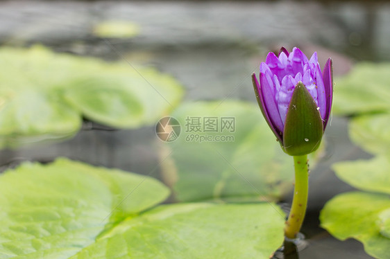 花朵中的莲花池塘叶子漂浮粉色花园植物群绿色植物环境百合图片