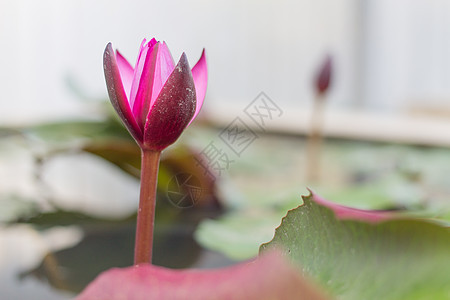 花朵中的莲花漂浮花园植物叶子池塘环境绿色粉色植物群百合图片