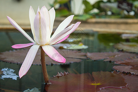 花朵中的莲花百合环境绿色植物群池塘植物叶子花园漂浮粉色图片