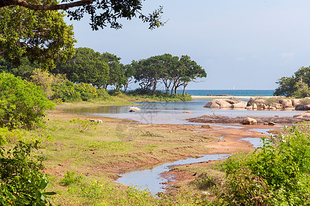斯里兰卡的亚拉国家公园图片
