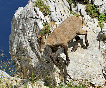 雌性野生高山肖像动物石头荒野喇叭棕色动物群山羊濒危野生动物哺乳动物图片