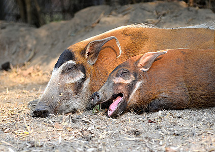 红河猪哺乳动物夫妻睡眠荒野红色小憩鼠属野生动物眼袋小猪图片