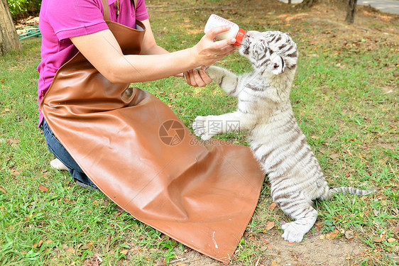 喂养婴儿白老虎的动物饲养员瓶子女性牛奶女孩豹属野生动物荒野白色幼兽图片