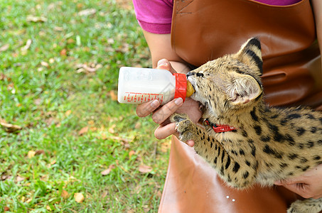 动物饲养员喂养婴儿服务站细尾食肉仆人哺乳动物女士瓶子猫科荒野幼兽野生动物图片
