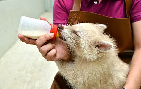 动物饲养员喂养婴儿白化虫浣熊哺乳动物生物饥饿牛奶瓶子食肉工作室女士荒野窃贼图片