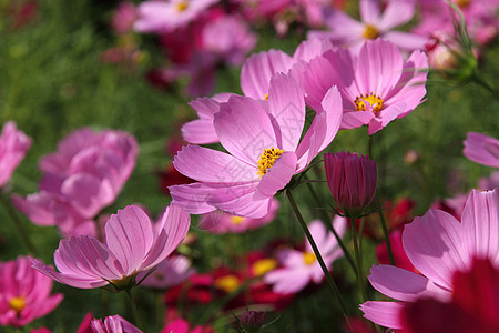 粉粉宇宙花朵绿色紫色花园荒野植物植物群场地粉色农村图片