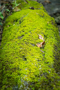 特写Moss宏观花园叶子环境植物森林植物群绿色木头苔藓图片