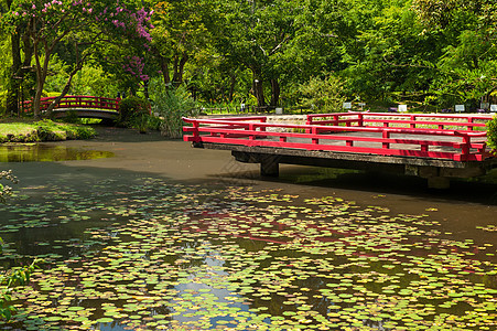 美美的日本花园绿色植物分支机构红色石头粉色软垫森林花园水池图片