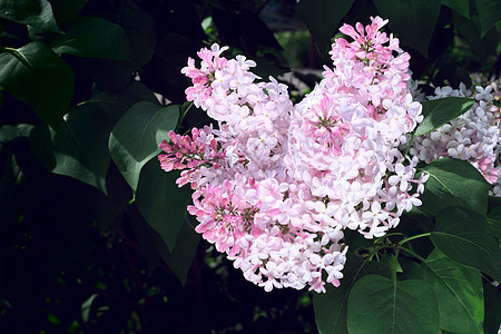 粉粉花衬套植物粉色花园季节紫色叶子绿色植物群图片