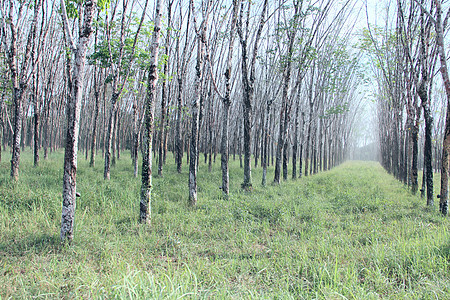 橡胶植物叶子丛林环境乳胶生产森林收获松紧带热带生长图片