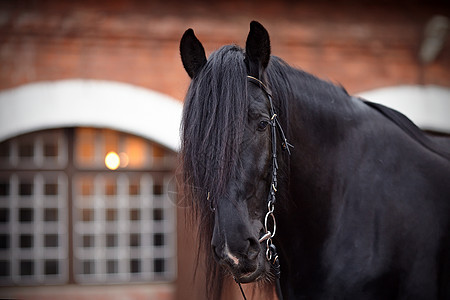 黑马的肖像竞赛哺乳动物动物友谊马背骑术力量马具跑步眼睛图片