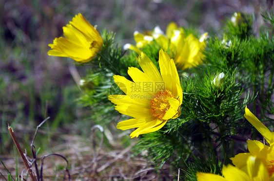 野生黄在自然 植物天然背景中生长花园叶子荒野场地园艺植物群芍药萼片玫瑰宏观图片