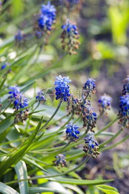 蓝色花朵Muscari或糖浆青春芽和叶子(雪地)图片