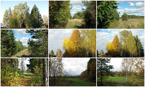 本地的开放空间 景观乡村专辑自然绿色照片森林天空植被树木图片