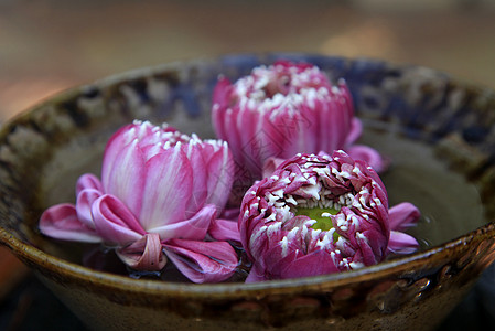 粉红莲治疗香水花瓣福利绣球花植物紫色奢华温泉柔软度图片