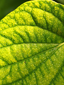 绿叶叶生活细胞气候生物学季节植物生态绿色植物植物学活力图片