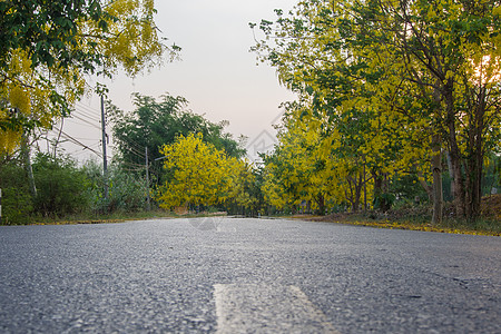 黄花路图片